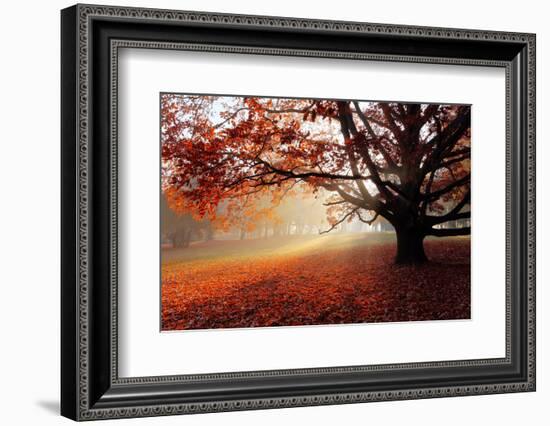 Alone Tree in Autumn Park-TTstudio-Framed Photographic Print