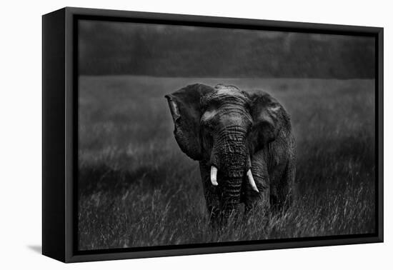 Alone under the rain-Massimo Mei-Framed Premier Image Canvas