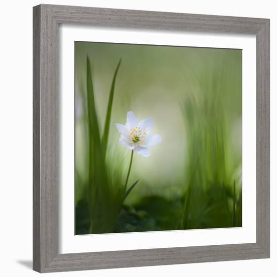 alone.........-Piet Haaksma-Framed Photographic Print