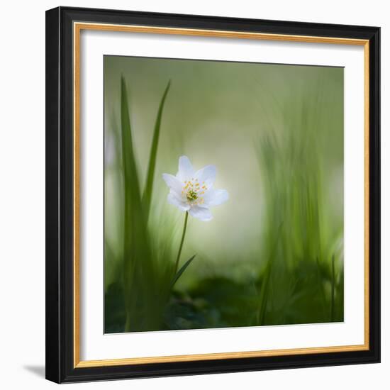 alone.........-Piet Haaksma-Framed Photographic Print