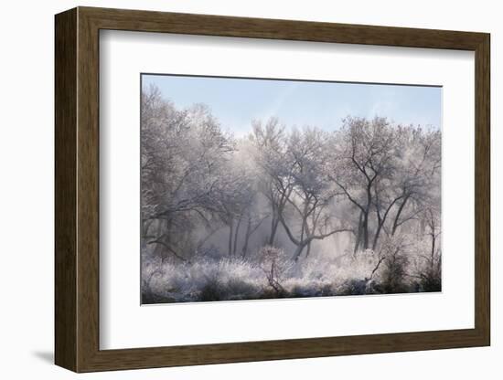 Along the Bosque, New Mexico-Zandria Muench Beraldo-Framed Photographic Print