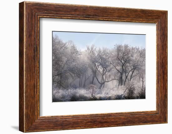 Along the Bosque, New Mexico-Zandria Muench Beraldo-Framed Photographic Print