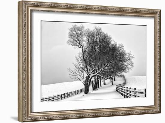 Along the Lane I-Aledanda-Framed Art Print