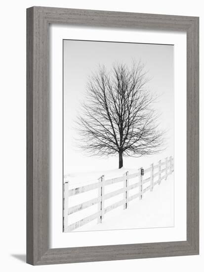 Along the Lane III-Aledanda-Framed Art Print