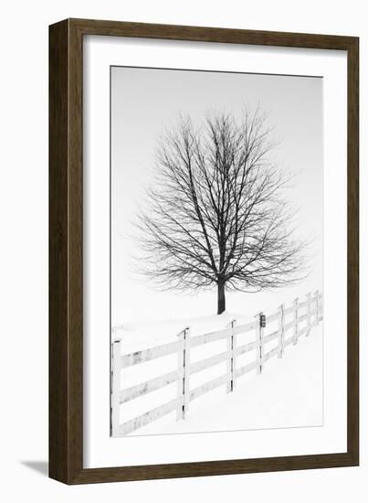 Along the Lane III-Aledanda-Framed Art Print