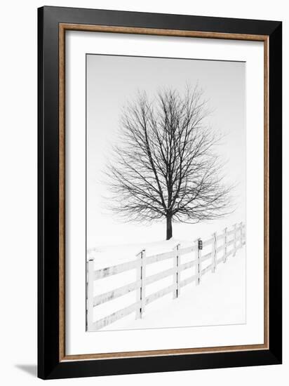 Along the Lane III-Aledanda-Framed Art Print