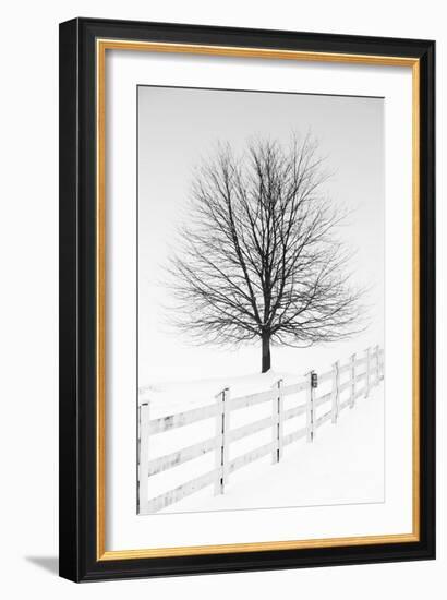 Along the Lane III-Aledanda-Framed Art Print