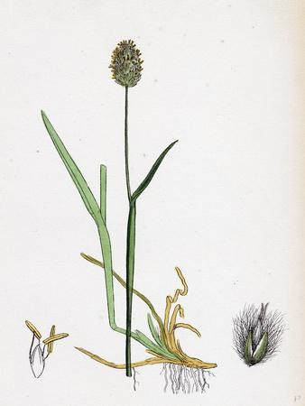 Alopecurus Alpinus Alpine Fox-Tail-Grass' Giclee Print | Art.com
