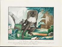 Le Chacma, 1884 (Graphite, Watercolour, Framing Lines in Pen and Brown Ink)-Aloys Zotl-Giclee Print