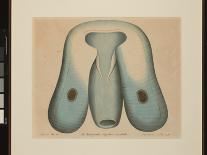 American Softshell Turtle or Trionyx, Formerly Called Blue Turtle, 1881 (Graphite and Watercolour)-Aloys Zotl-Framed Giclee Print