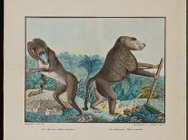 Sloths, 1881-Aloys Zotl-Framed Giclee Print