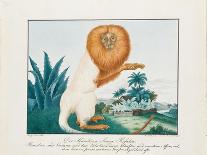 The White Saki, 1835-Aloys Zotl-Framed Giclee Print