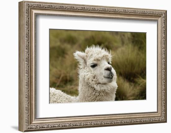 Alpaca, Antisana Ecological Reserve, Ecuador.-Adam Jones-Framed Photographic Print