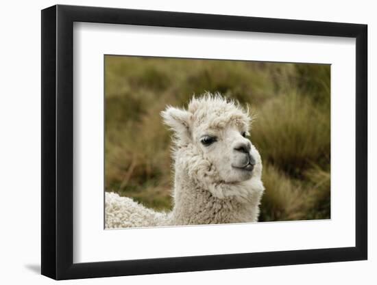 Alpaca, Antisana Ecological Reserve, Ecuador.-Adam Jones-Framed Photographic Print