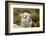 Alpaca, Antisana Ecological Reserve, Ecuador.-Adam Jones-Framed Photographic Print