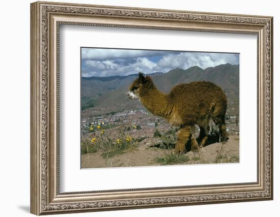 Alpaca, Cuzco, Peru, South America-Sybil Sassoon-Framed Photographic Print