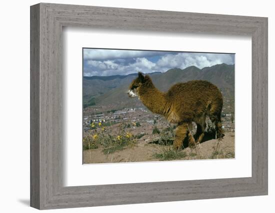 Alpaca, Cuzco, Peru, South America-Sybil Sassoon-Framed Photographic Print