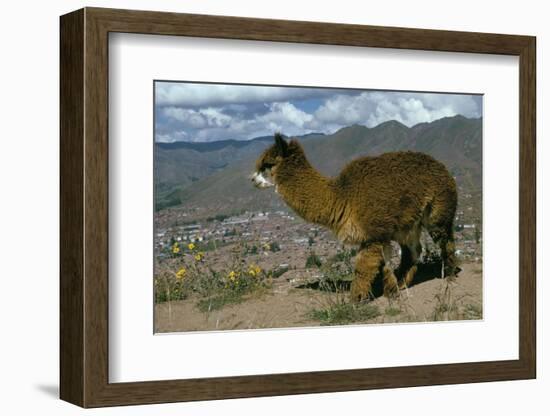 Alpaca, Cuzco, Peru, South America-Sybil Sassoon-Framed Photographic Print