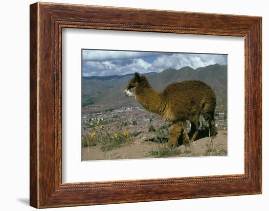 Alpaca, Cuzco, Peru, South America-Sybil Sassoon-Framed Photographic Print