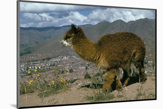 Alpaca, Cuzco, Peru, South America-Sybil Sassoon-Mounted Photographic Print