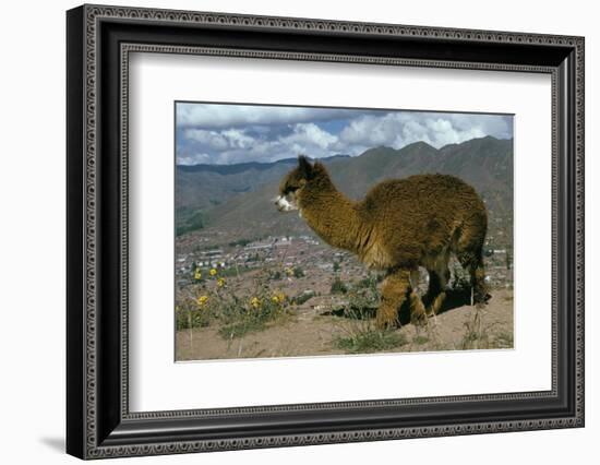 Alpaca, Cuzco, Peru, South America-Sybil Sassoon-Framed Photographic Print