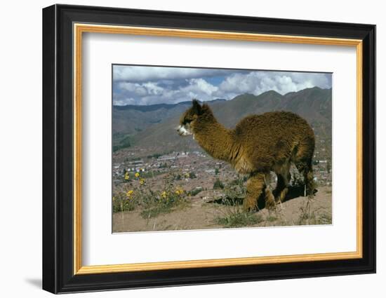 Alpaca, Cuzco, Peru, South America-Sybil Sassoon-Framed Photographic Print