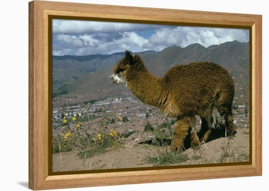 Alpaca, Cuzco, Peru, South America-Sybil Sassoon-Framed Premier Image Canvas