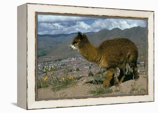 Alpaca, Cuzco, Peru, South America-Sybil Sassoon-Framed Premier Image Canvas