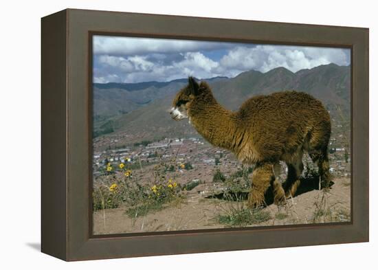 Alpaca, Cuzco, Peru, South America-Sybil Sassoon-Framed Premier Image Canvas