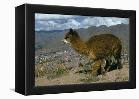 Alpaca, Cuzco, Peru, South America-Sybil Sassoon-Framed Premier Image Canvas