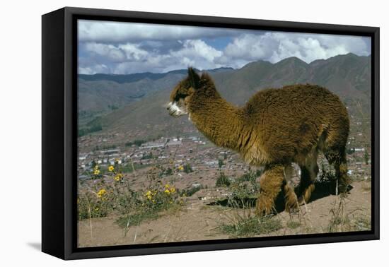 Alpaca, Cuzco, Peru, South America-Sybil Sassoon-Framed Premier Image Canvas