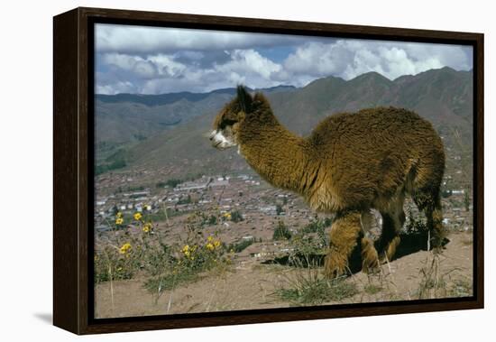 Alpaca, Cuzco, Peru, South America-Sybil Sassoon-Framed Premier Image Canvas