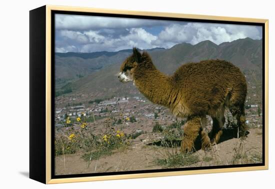 Alpaca, Cuzco, Peru, South America-Sybil Sassoon-Framed Premier Image Canvas