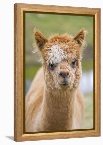 Alpaca Head of Alpaca Domesticated Camelid-null-Framed Premier Image Canvas