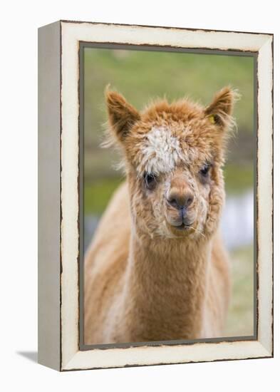 Alpaca Head of Alpaca Domesticated Camelid-null-Framed Premier Image Canvas