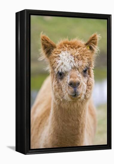 Alpaca Head of Alpaca Domesticated Camelid-null-Framed Premier Image Canvas