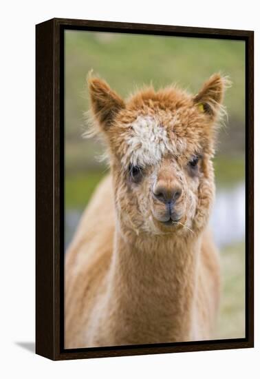 Alpaca Head of Alpaca Domesticated Camelid-null-Framed Premier Image Canvas