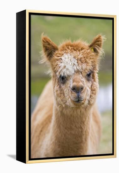 Alpaca Head of Alpaca Domesticated Camelid-null-Framed Premier Image Canvas