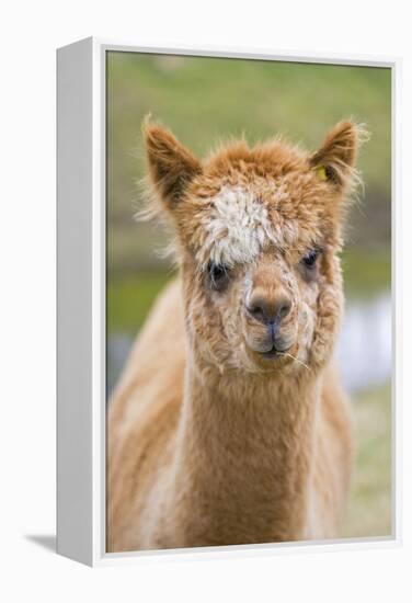 Alpaca Head of Alpaca Domesticated Camelid-null-Framed Premier Image Canvas