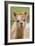 Alpaca Head of Alpaca Domesticated Camelid-null-Framed Photographic Print