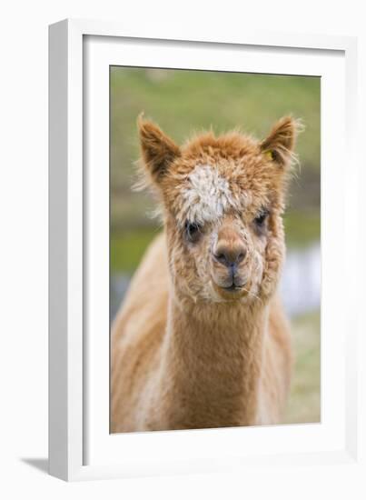 Alpaca Head of Alpaca Domesticated Camelid-null-Framed Photographic Print