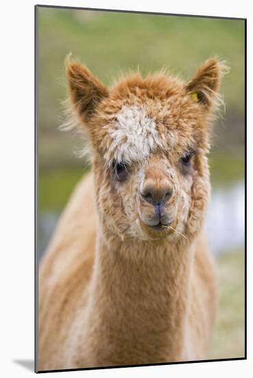 Alpaca Head of Alpaca Domesticated Camelid-null-Mounted Photographic Print