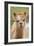 Alpaca Head of Alpaca Domesticated Camelid-null-Framed Photographic Print