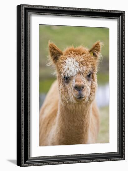 Alpaca Head of Alpaca Domesticated Camelid-null-Framed Photographic Print