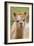 Alpaca Head of Alpaca Domesticated Camelid-null-Framed Photographic Print