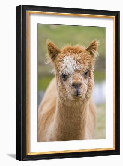 Alpaca Head of Alpaca Domesticated Camelid-null-Framed Photographic Print