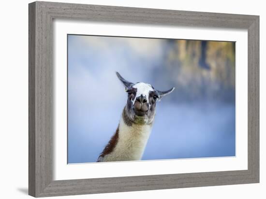 Alpaca In Machu Picchu, Peru-Joe Azure-Framed Photographic Print