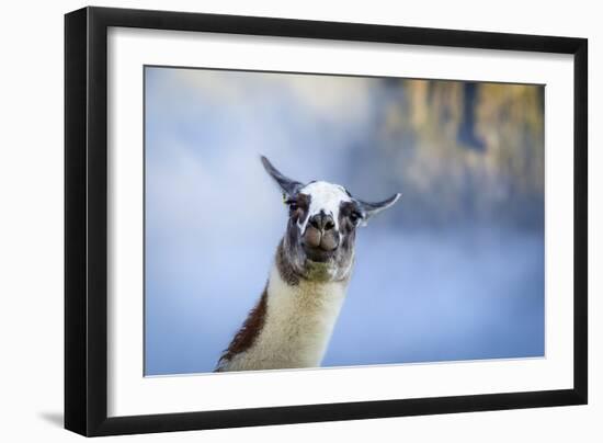 Alpaca In Machu Picchu, Peru-Joe Azure-Framed Photographic Print