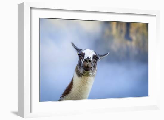 Alpaca In Machu Picchu, Peru-Joe Azure-Framed Photographic Print