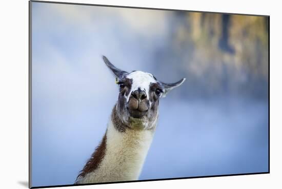 Alpaca In Machu Picchu, Peru-Joe Azure-Mounted Photographic Print